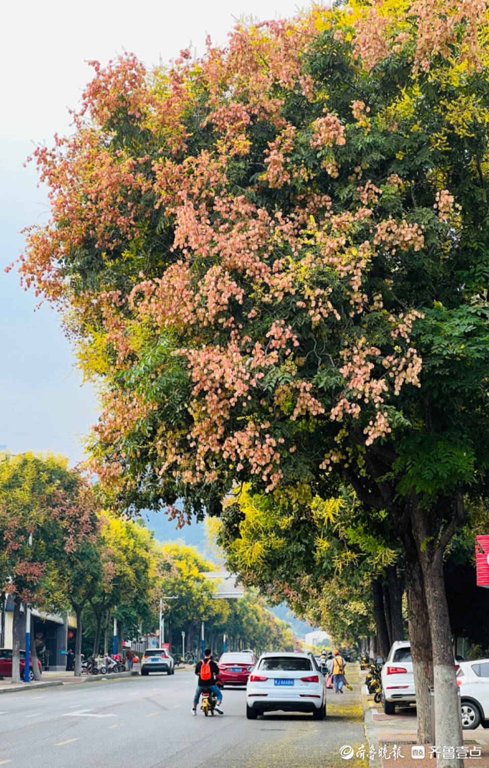 壹图集｜泰城普照寺路，中秋佳节栾树开花添喜庆_花朵_李增浩_泰安