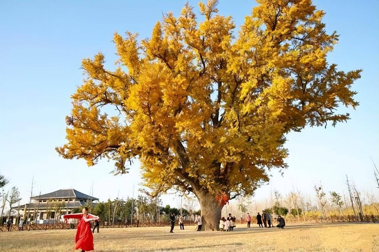 我国有多少古树名木？普查显示超508万株，云南省最多，占全国1/5