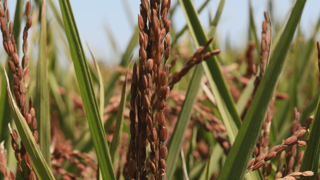 沧县:喜迎二十大 彩稻绘祝福_旱稻_种植_稻田