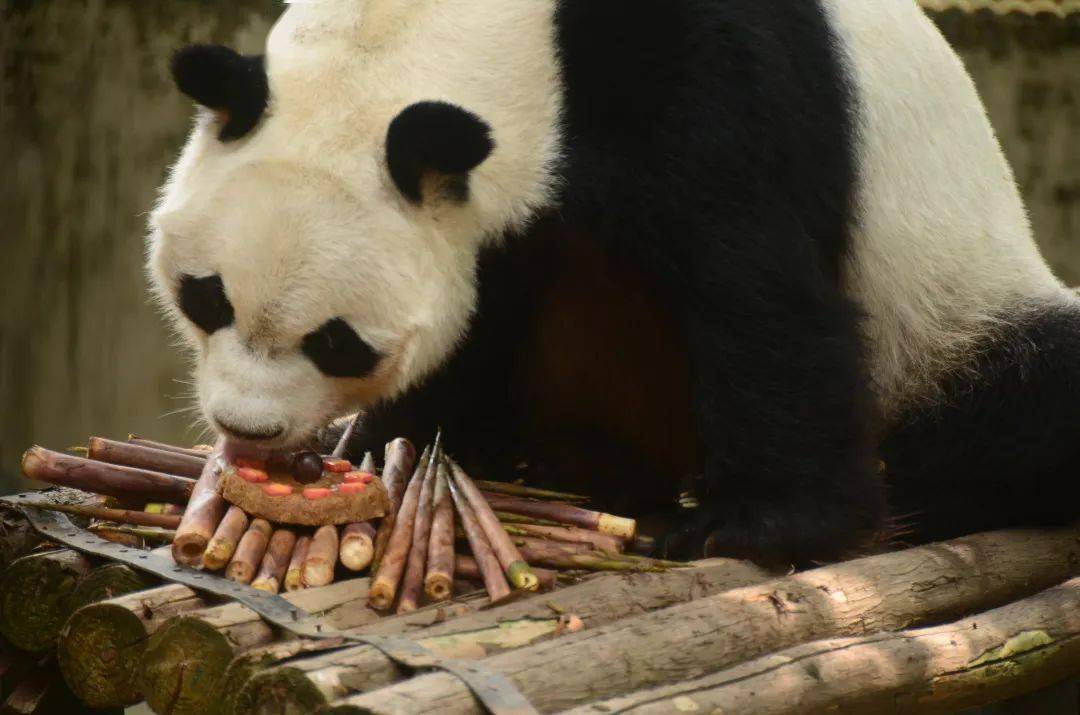 成都動物園的