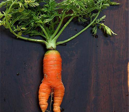 世界上最奇葩的红萝卜,尤其是最后一个,居然长成这个样子!