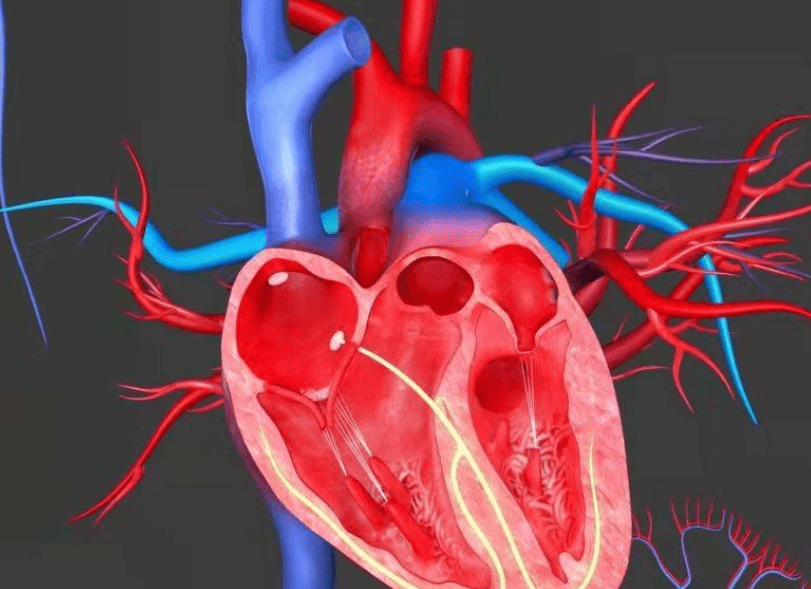 有心血管疾病的老年人,需要先了解心衰的成因,并坚持做好4事_心脏