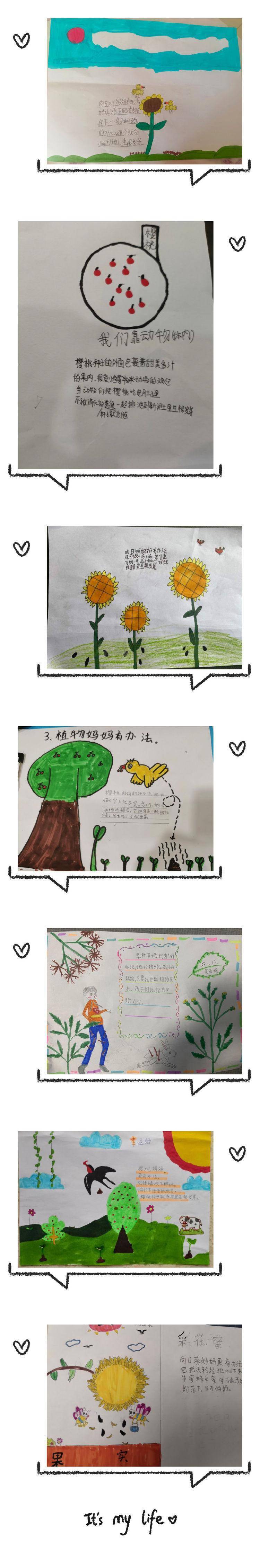 植物传播种子的秘密——郑州市惠济区金洼小学二年级语文实践活动