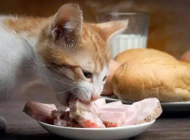 你知道吗 猫咪的 生理构造 决定了它们只能吃肉 身体 谷物 牙齿