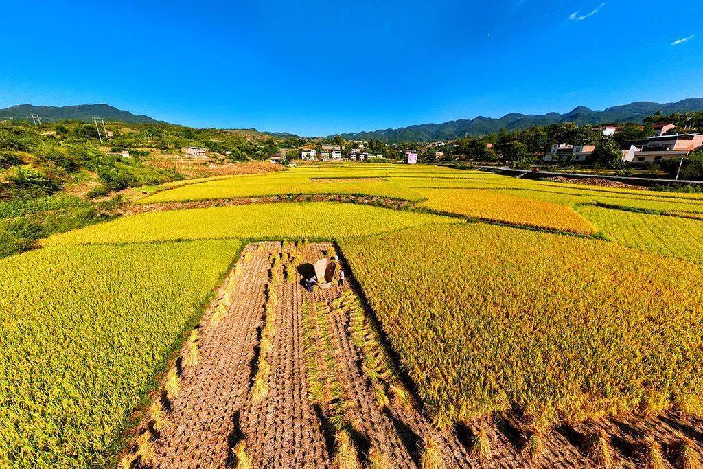 秋天丰收的景象田野图片