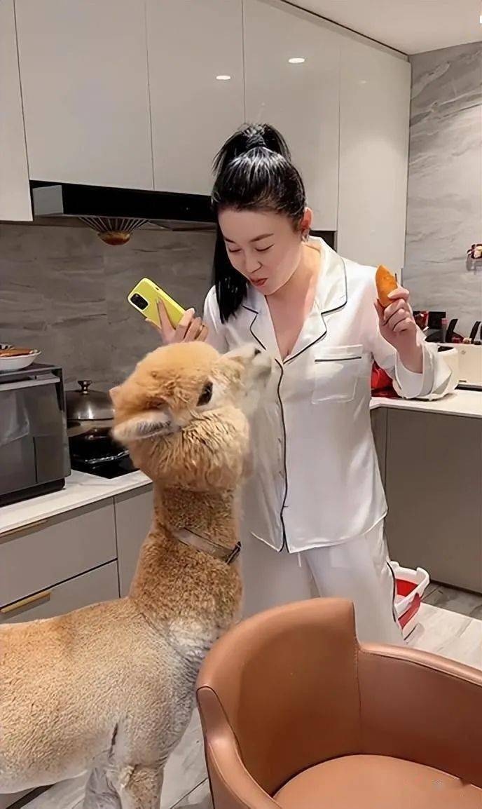 40岁女星关婷娜豪宅内喂羊驼!