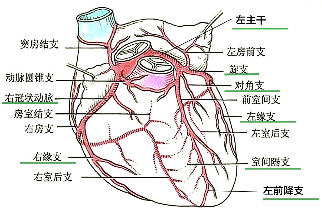 心脏右冠状动脉血管图图片