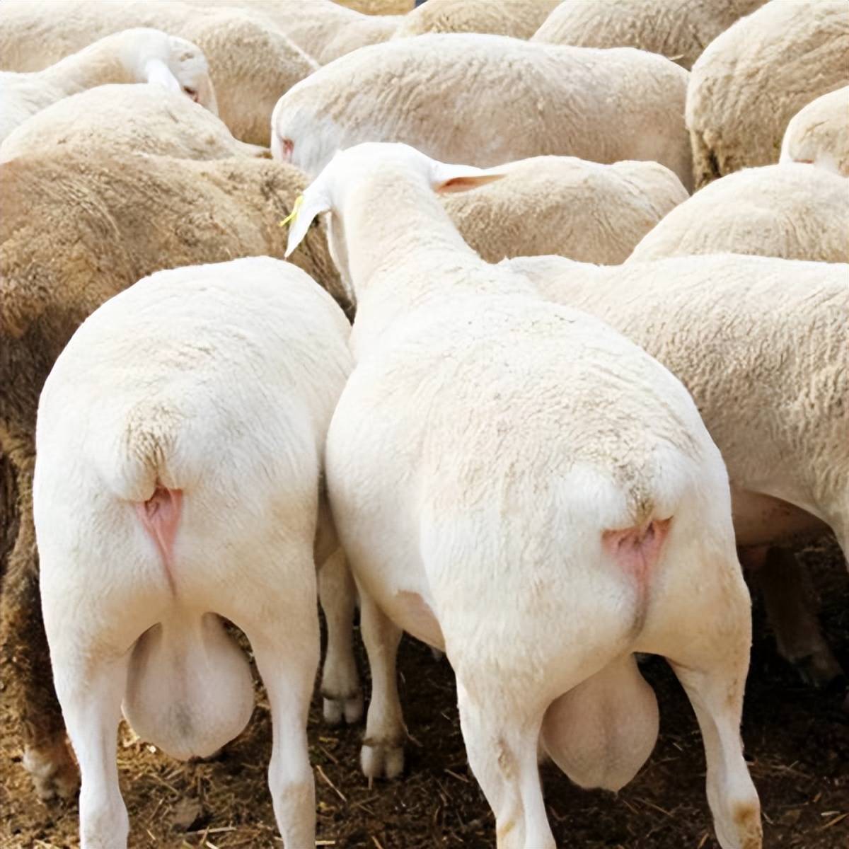 母羊的生殖系统图解图片