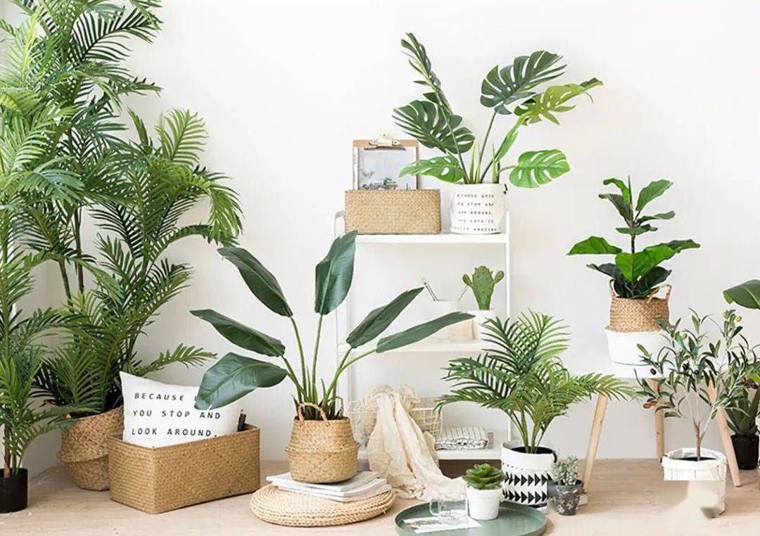 ins风绿植盘点,拿捏了!_绿色植物_风格_别名