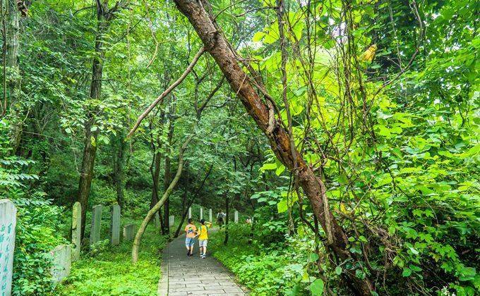 河南有一座燕子山森林公园，位于豫晋陕交界，是避暑度假的好地方