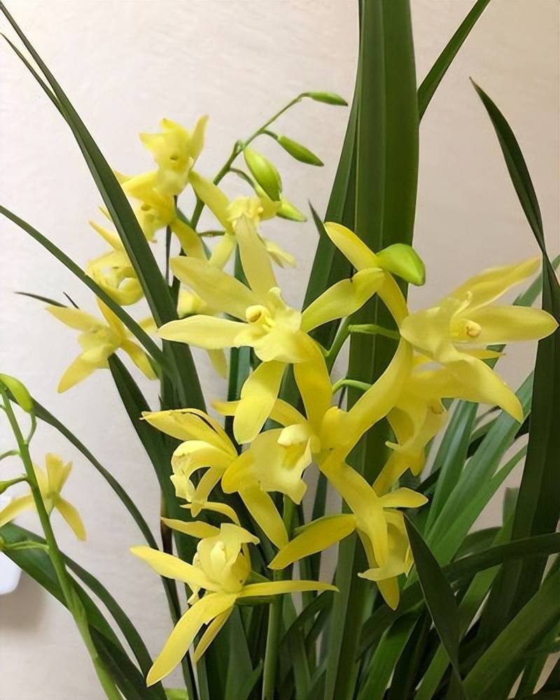 兰花一直都是花友喜欢的花卉,品种丰富,观赏价值极高,很多花友都喜欢