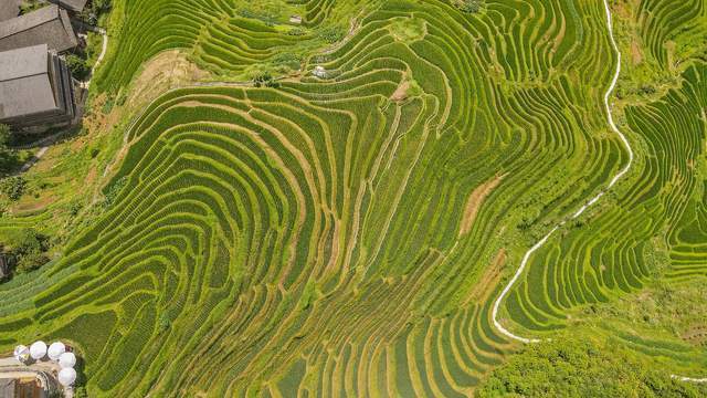 广西桂林龙脊，千亩梯田的水稻，迎来最佳观赏期