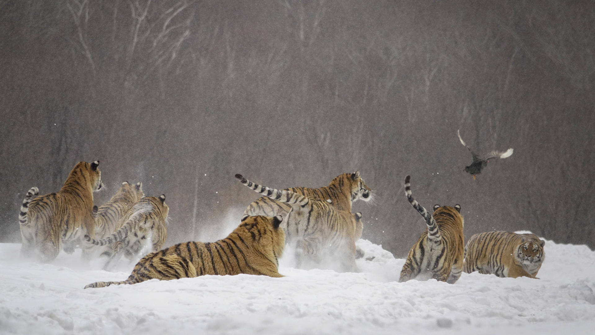 545 | 中国野生东北虎豹保护迎来最好时代