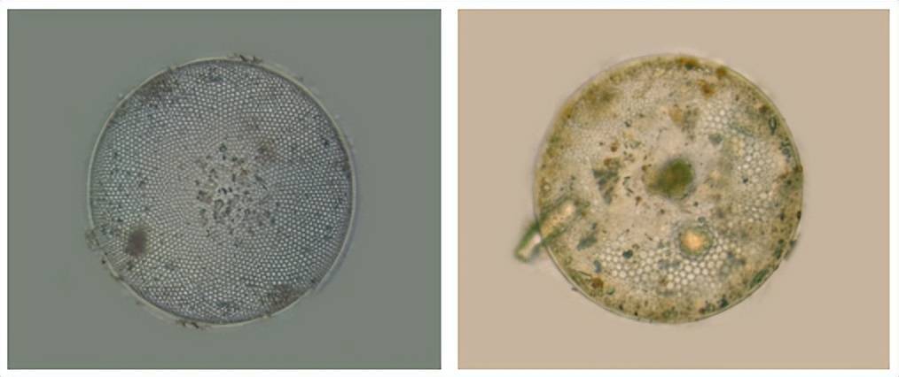 水悟堂 | 揭开水源地常见藻类的真面目——硅藻门_上海_饮用水_种类