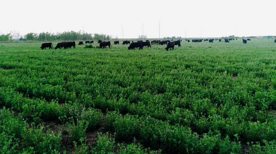 肉牛_安格斯牛_黑牛