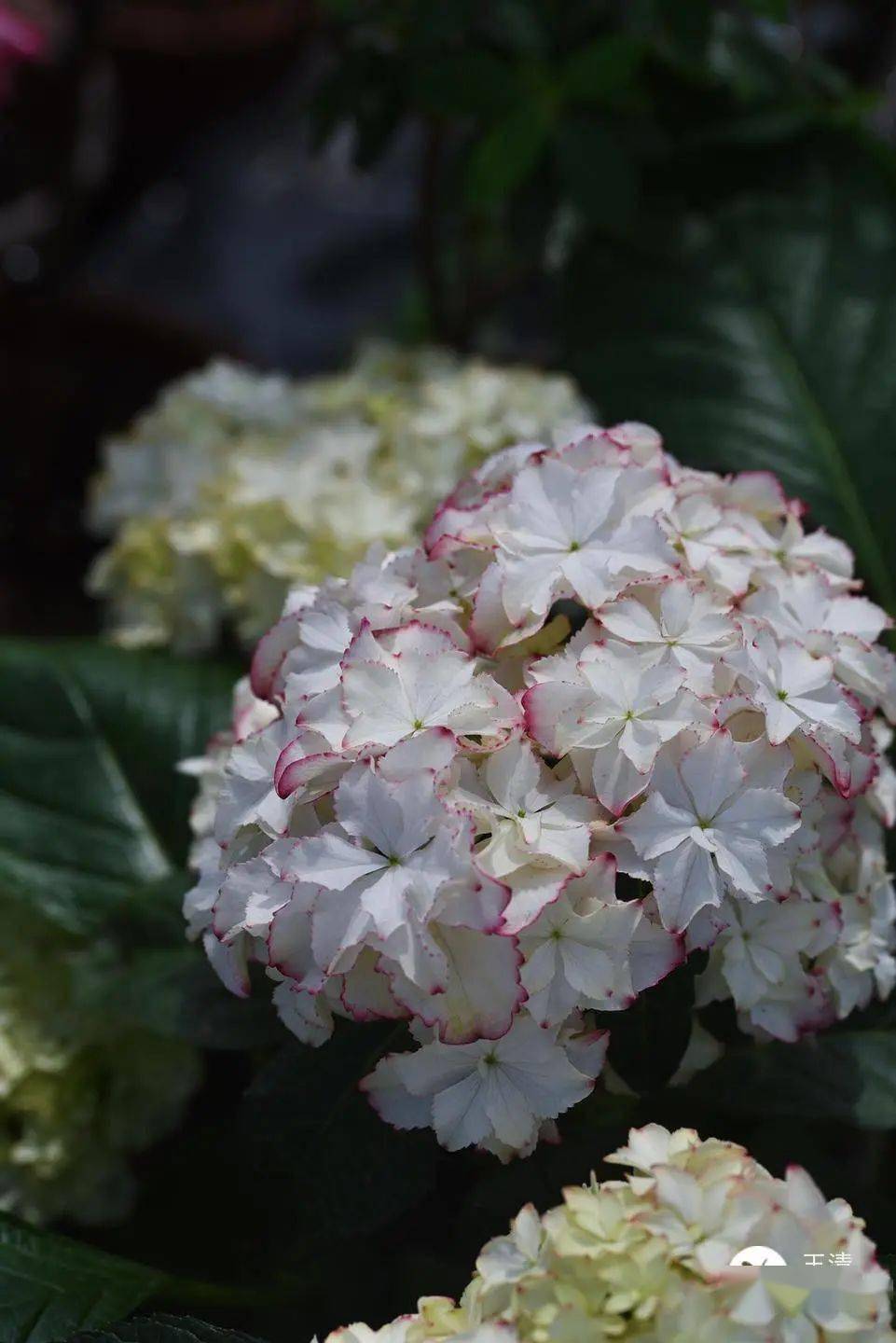 别人家的神仙绣球,每一棵都美到犯规!_上海市_无尽_湖北