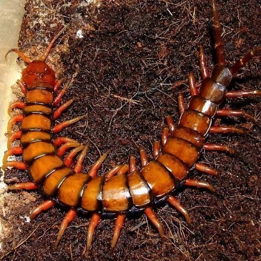 盘点世界十大脚最多的动物_蜈蚣_昆虫_身体