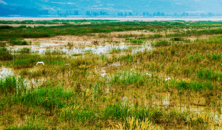 图为孟州黄河湿地.