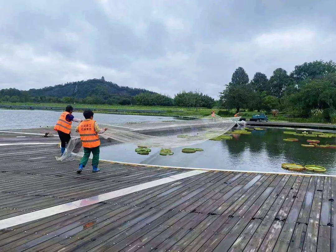 受台风“梅花”影响，松江多家景区15日起临时闭园