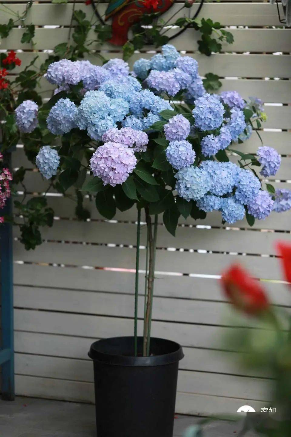 大花绣球无尽夏棒棒糖更多花友比美作品全国各地组盆的绣球小苗dya