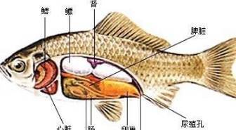 鱼苦胆位置示意图图片