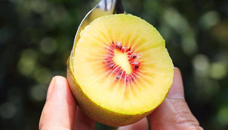 怎样买到脆甜多汁的水果_授粉_母梨_山竹