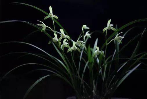 闲境| 室有兰花不炷香_香气_唐代_空谷