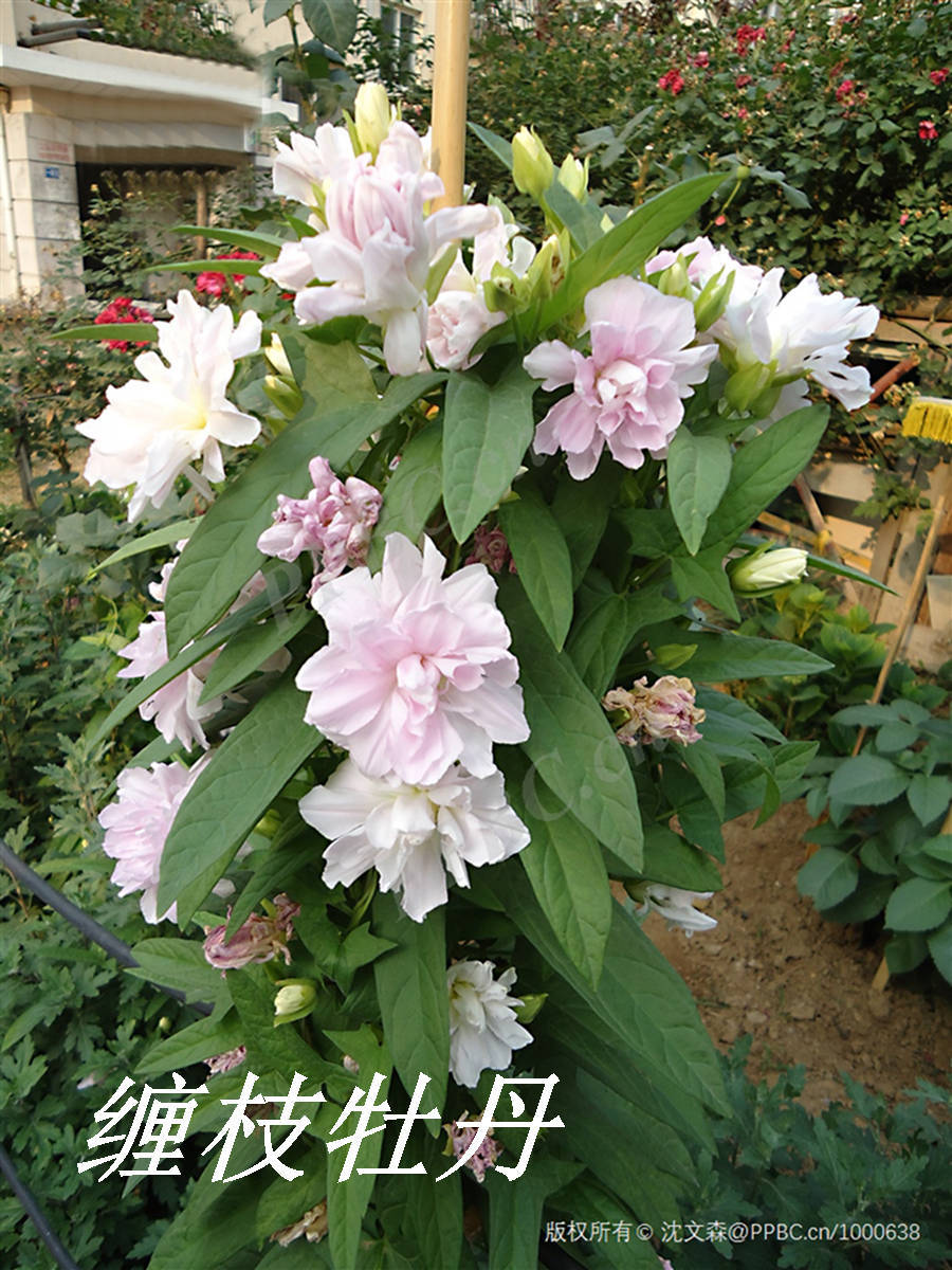 《诗经》里的植物辨识(六十一)"葍"是什么蔓草_田旋_别称_陆玑