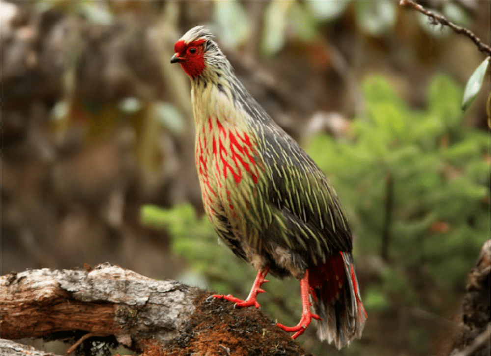 西藏发现一种怪鸡，红脸，红脚，红尾巴，被捉就不吃不喝绝食而亡