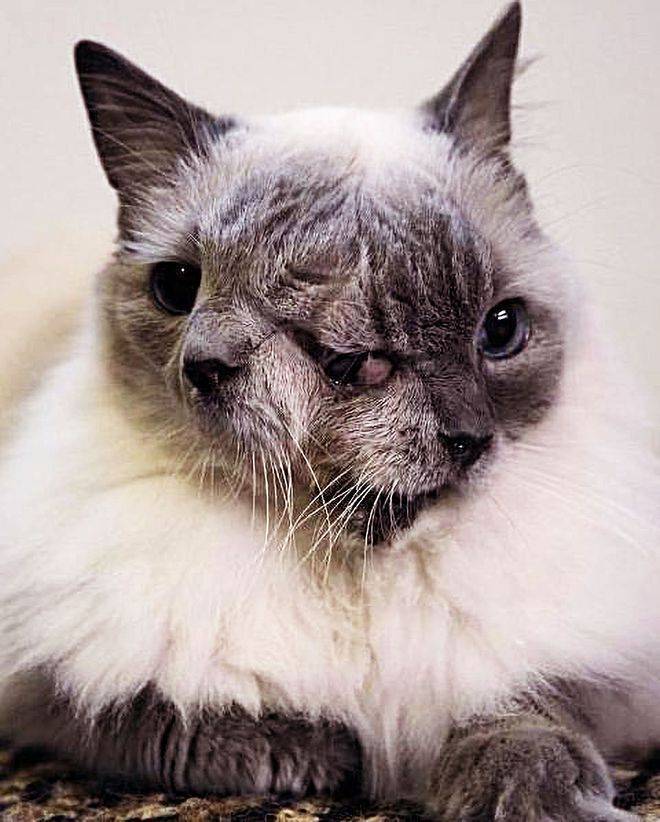 稀有的"双头猫"面世了!