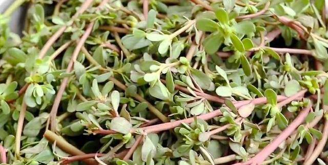遇到这种野菜,我从不手软,一次囤上20斤,随吃随取,放一年不坏_马齿苋