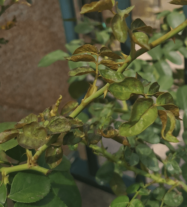 蓝妖:想要月季秋花开的美,防治蓟马是关键,顽固性蓟马怎么办?