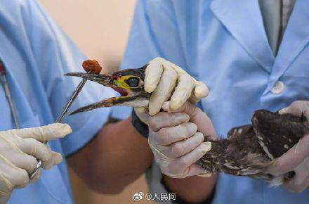 世界上最神秘的鸟被救助后放归自然