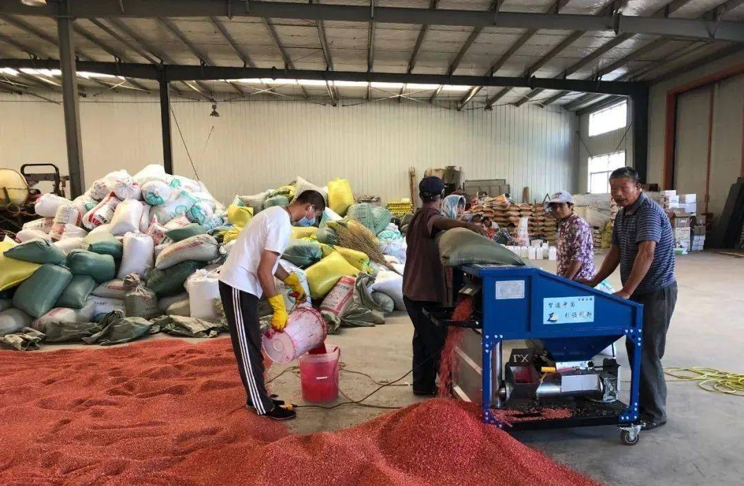 今年种小麦,千万别忘了提前做这件事!_包衣_效果_种子