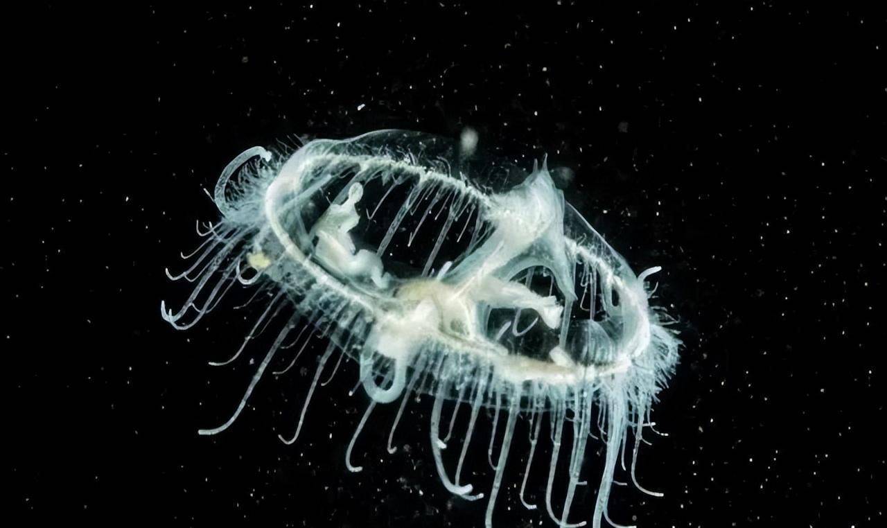 潜水员到100米返回,有人在140米丢命_桃花_水母_天窗