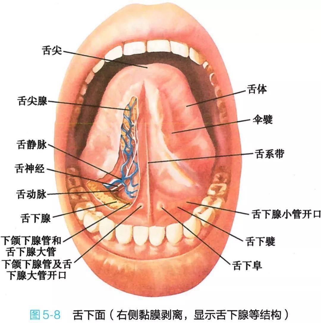 舌尖腺图片