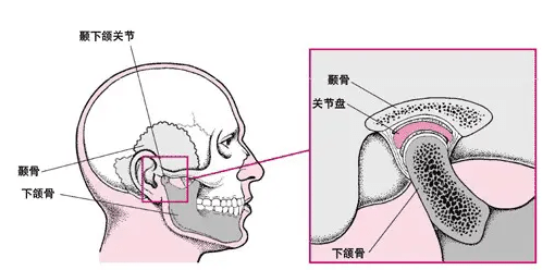 上方摸起来有点凹陷的位置