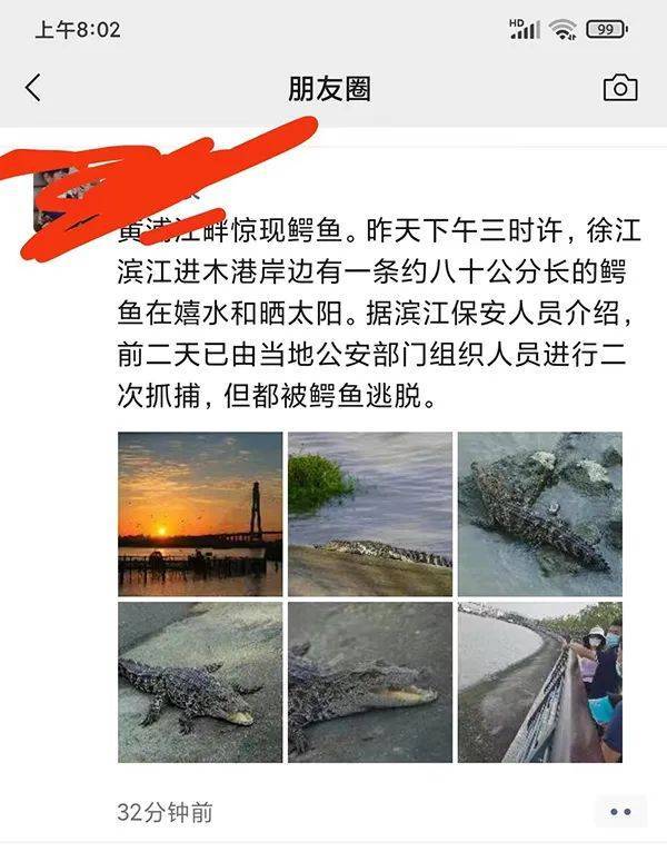 “黄浦江出现鳄鱼”，上海农委：正在捕捉