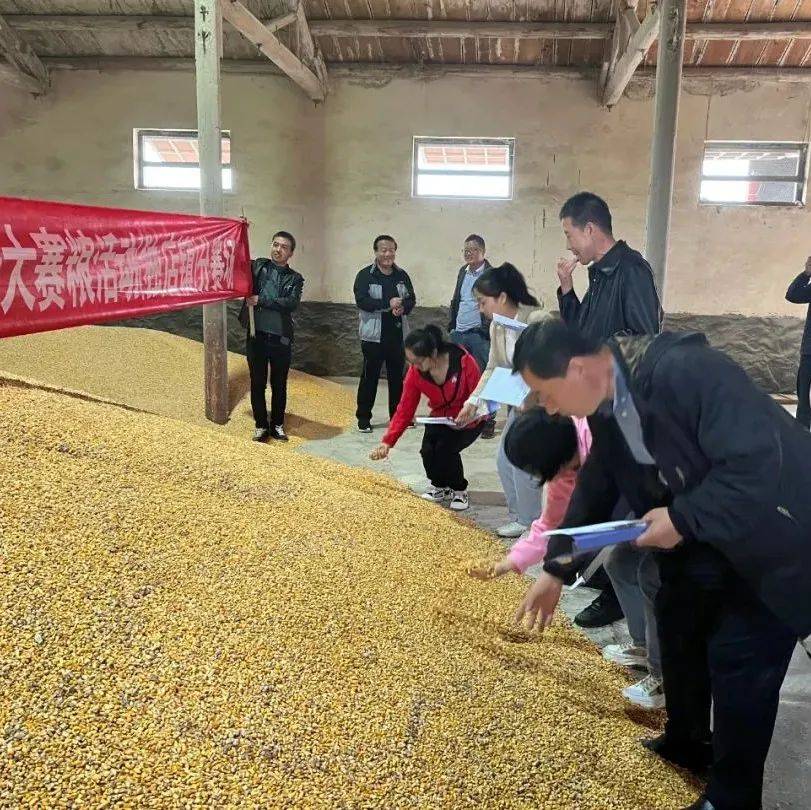 【迎盛会 庆丰收】灵台县赛粮活动掠影种植进行应用率 