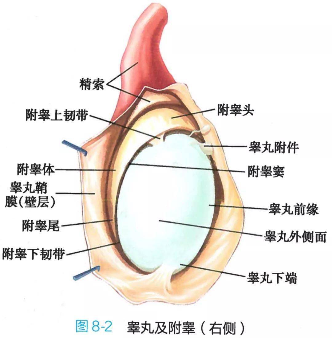 男人阴部图片