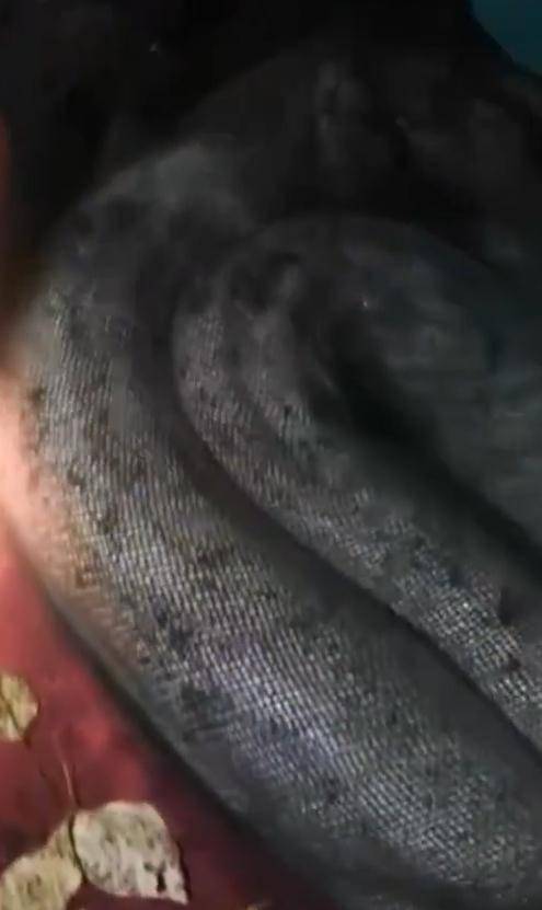 百斤大蟒蛇潜伏在村民鱼塘内偷吃：属国家二级保护野生动物