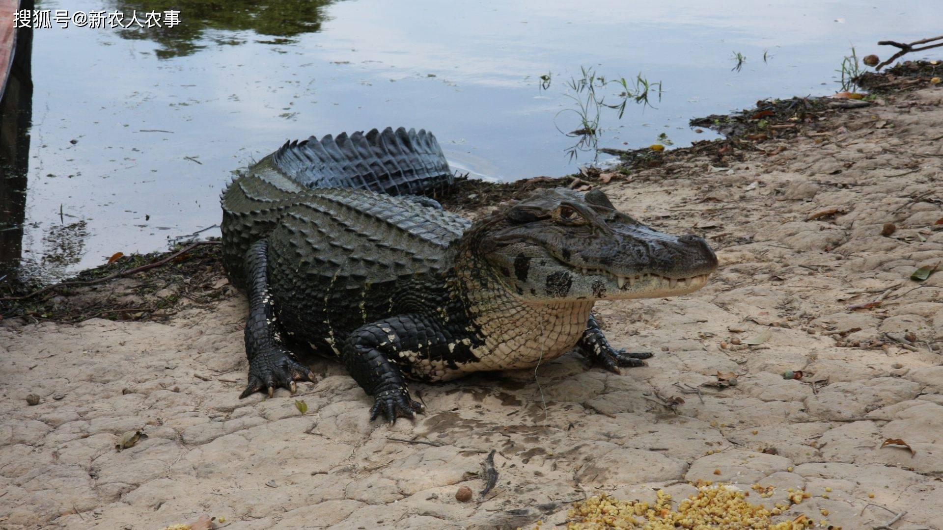 鳄鱼_扬子鳄_我国