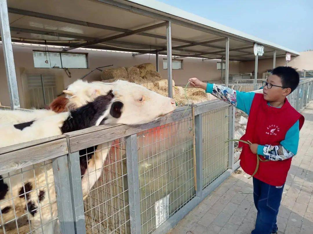 活动图集|"小小农夫"忘忧农场欢乐多!_大同_秋收季节_风景线