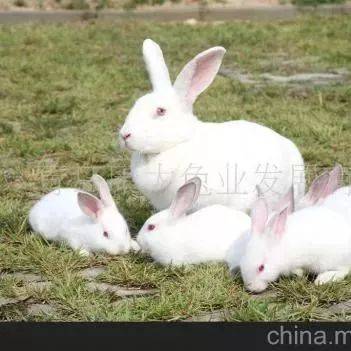 养兔有哪些禁忌?_獭兔_母兔_饲料