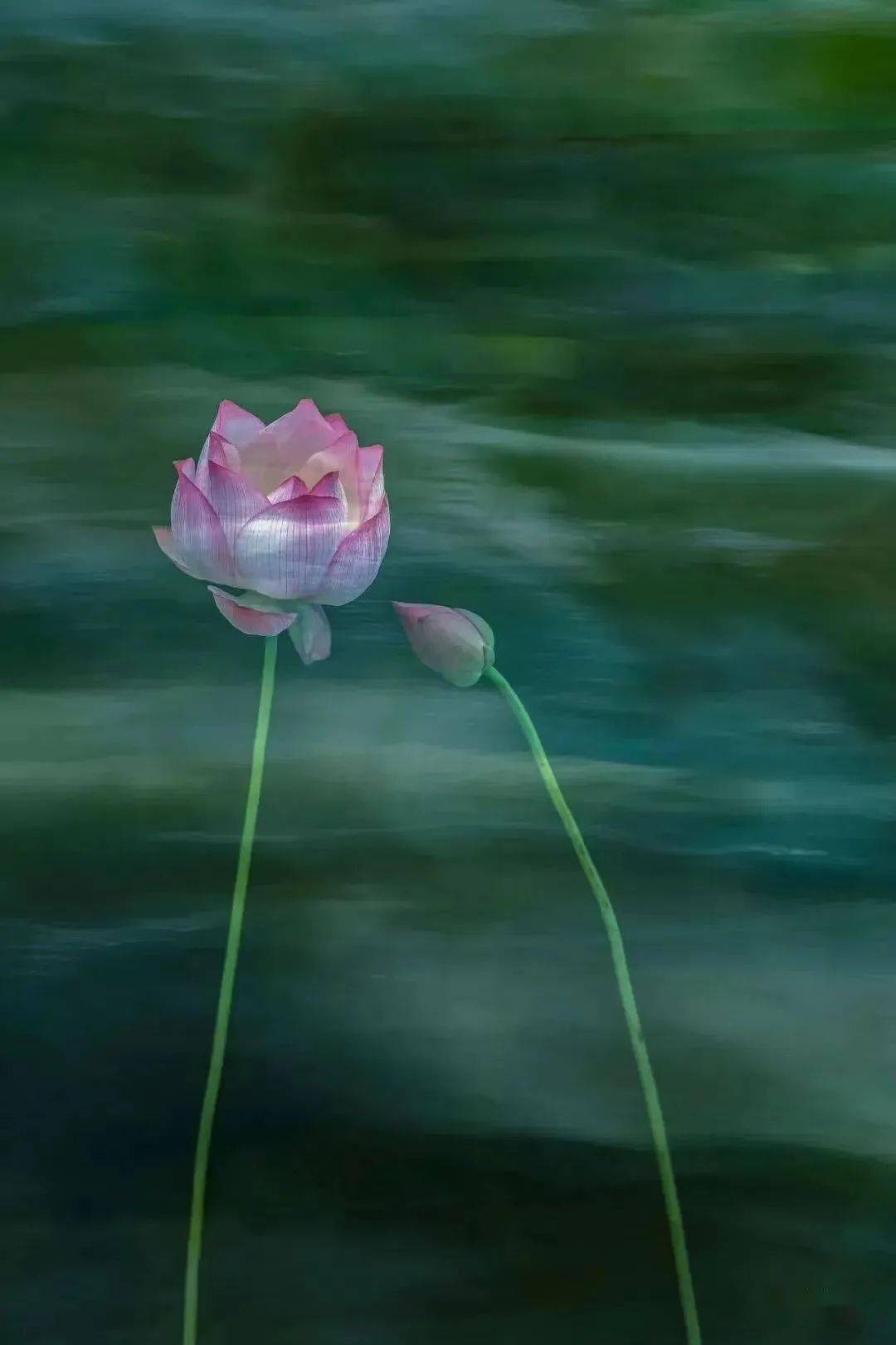 天台摄影师作品《天台山"和(荷)合"之花》登上国际影展!