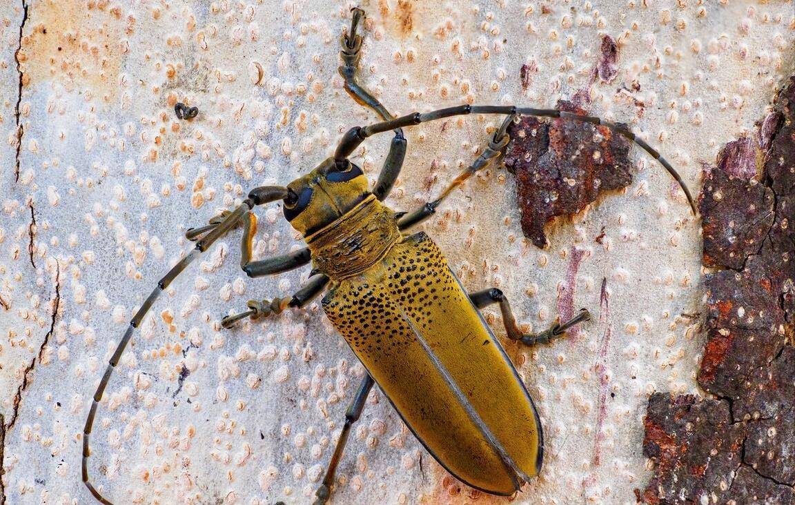 只有夏天才能见到的昆虫,确定你都认识吗?