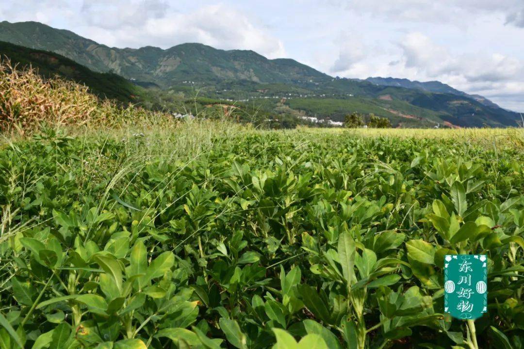 可谓是每株花生树都结有30个左右