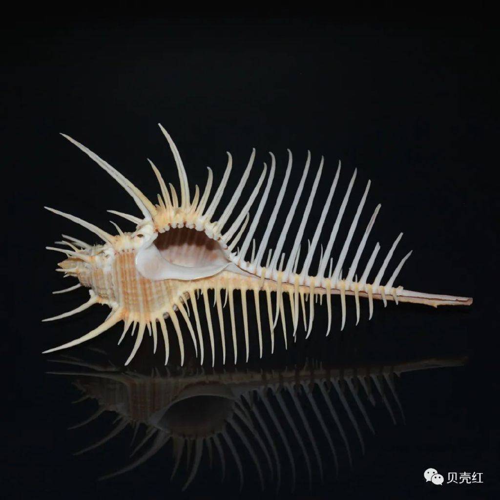 寻宝深圳市海之洋贝壳博物馆 │ 初识栉棘骨螺_前沟_维纳斯_学名