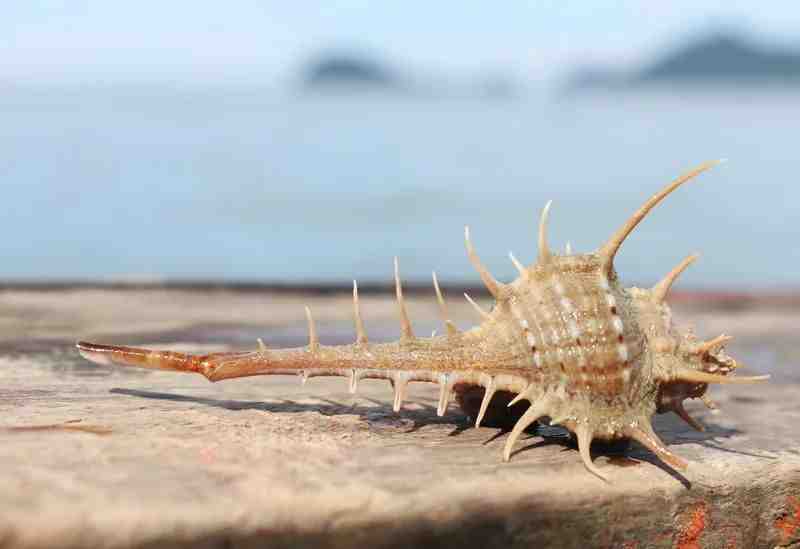 寻宝深圳市海之洋贝壳博物馆 │ 初识栉棘骨螺_前沟_维纳斯_学名