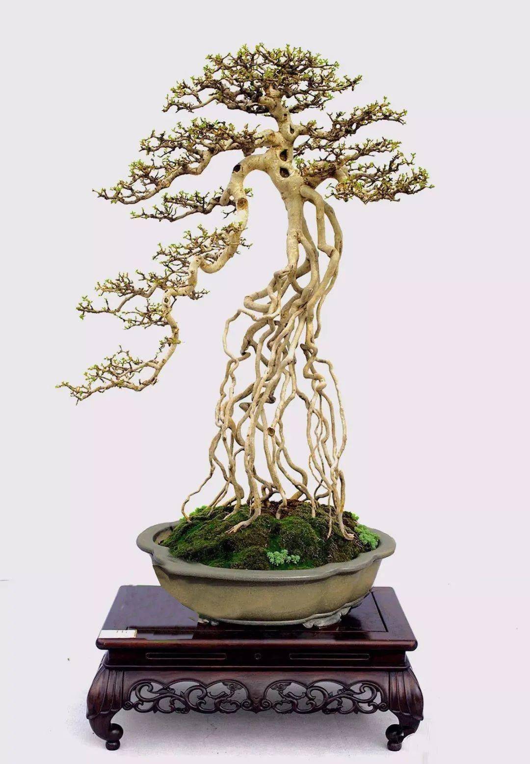 一个穷木工的真实故事:从木匠变成盆景大师,开启一段盆景情缘!